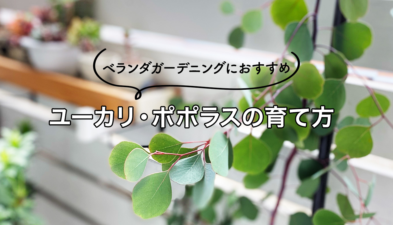 ベランダガーデニングにおすすめの植物！鉢植え「ユーカリ・ポポラス