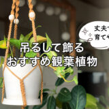 【おすすめ】丈夫で育てやすい！吊るして飾る観葉植物5選