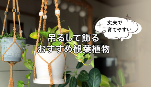 【おすすめ】丈夫で育てやすい！吊るして飾る観葉植物5選