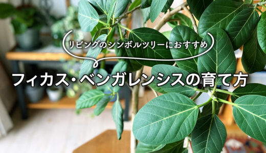 シンボルツリーにおすすめの観葉植物「フィカス・ベンガレンシス」の育て方