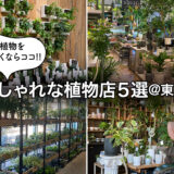 東京都内で観葉植物を買いに行きたい「おしゃれな植物店」5選