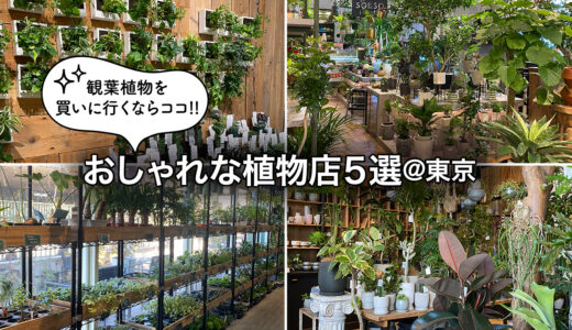 東京都内で観葉植物を買いに行きたい「おしゃれな植物店」5選