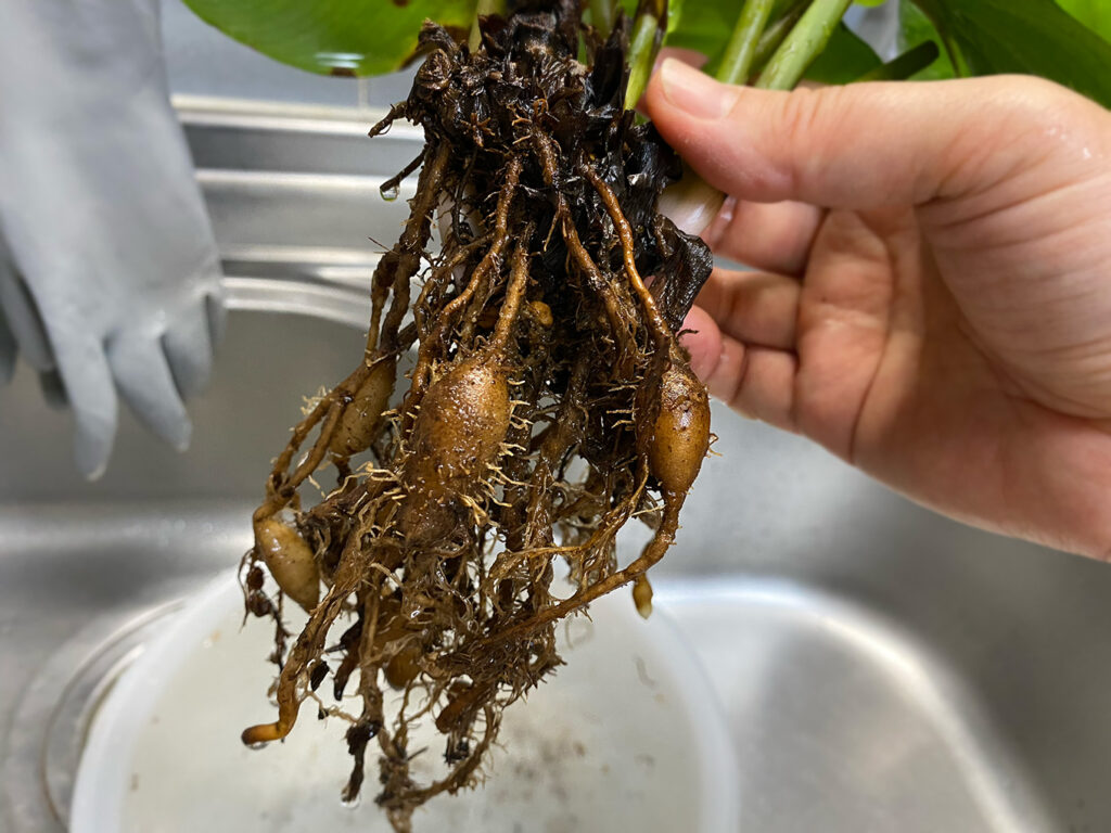 カラテアの根についた芋