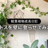 【観葉植物成長日記】ポトスを壁に登らせたら1年後すごいことになった