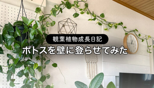 【観葉植物成長日記】ポトスを壁に登らせたら1年後すごいことになった