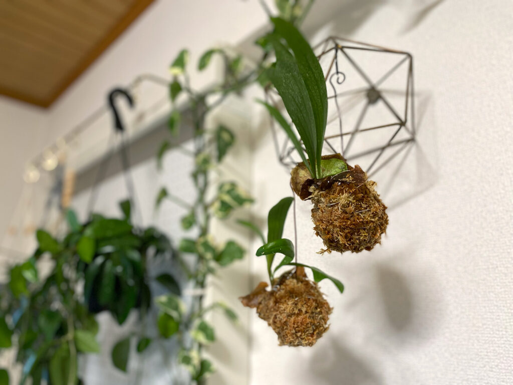 ビカクシダの苔玉