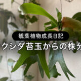 ビカクシダ苔玉からの株分け