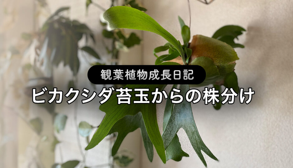 ビカクシダ苔玉からの株分け