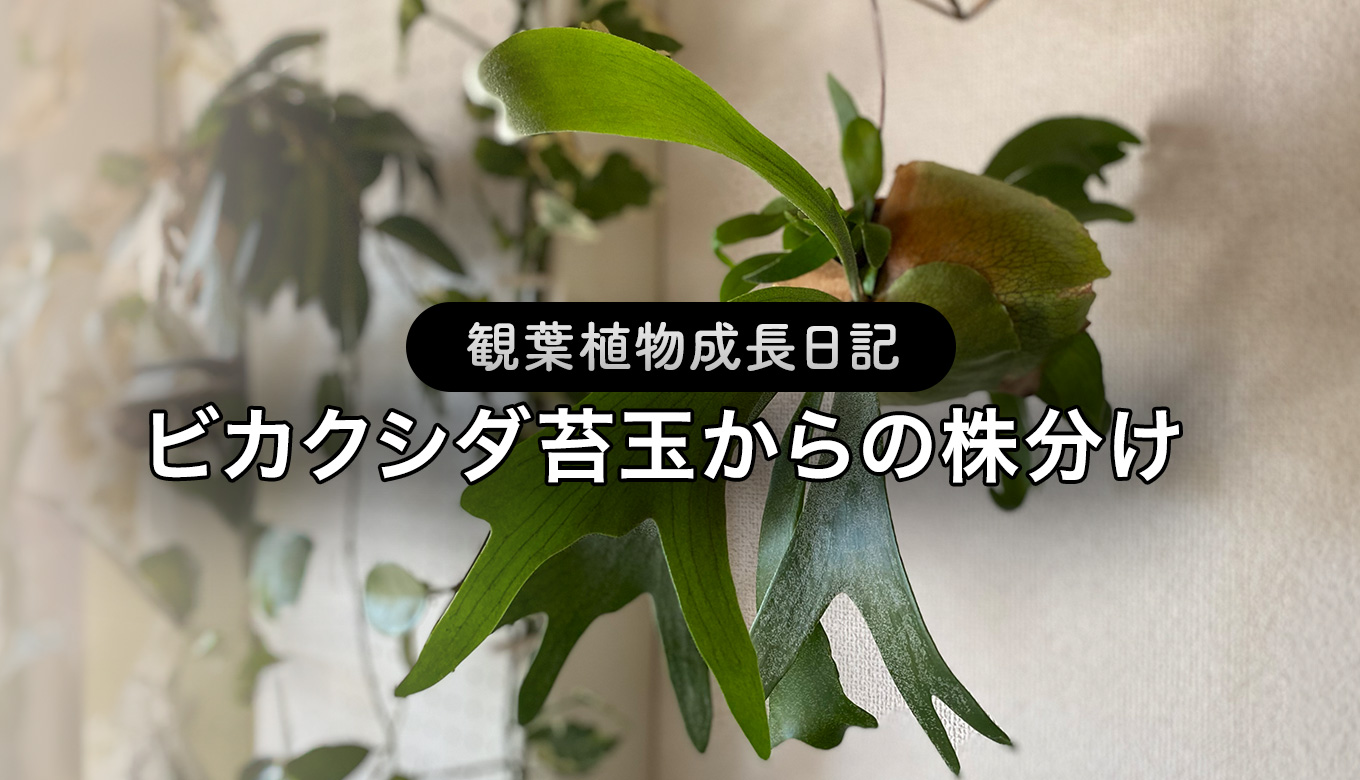 eyecatch-koumoriran.jpg