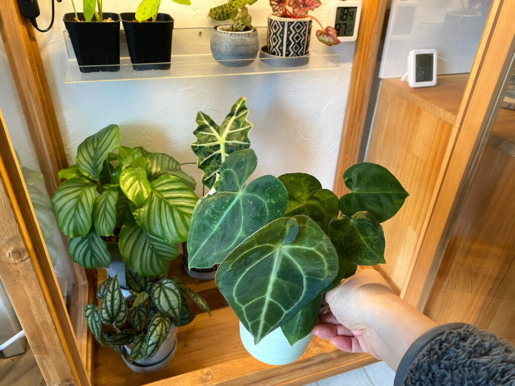 温室内に植物を入れる